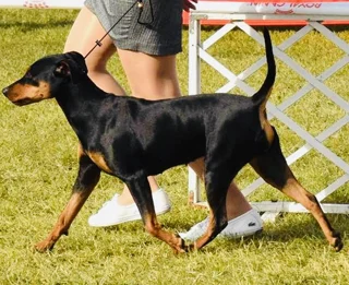 lilu